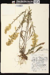 Solidago nemoralis subsp. nemoralis image