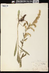 Solidago nemoralis subsp. nemoralis image