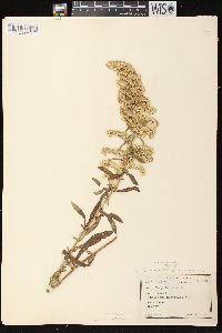 Solidago nemoralis subsp. nemoralis image