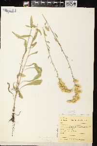 Solidago nemoralis subsp. nemoralis image