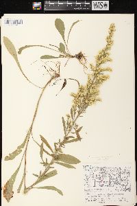 Solidago nemoralis subsp. nemoralis image