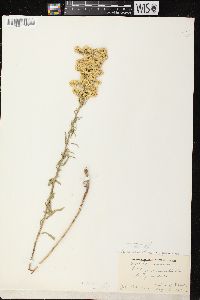 Solidago nemoralis subsp. nemoralis image