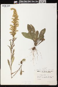 Solidago nemoralis subsp. nemoralis image