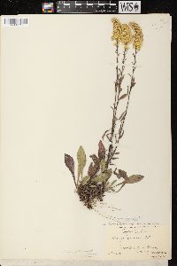 Solidago nemoralis subsp. nemoralis image