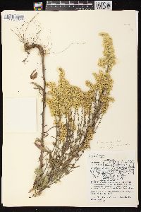 Solidago nemoralis subsp. nemoralis image