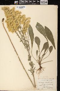 Solidago nemoralis subsp. nemoralis image