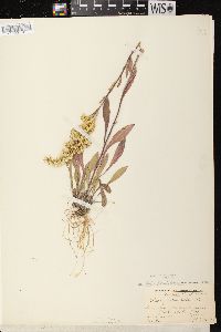 Solidago nemoralis subsp. nemoralis image