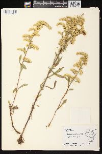 Solidago nemoralis subsp. nemoralis image