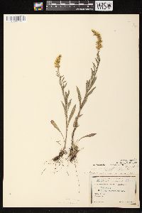 Solidago nemoralis subsp. nemoralis image