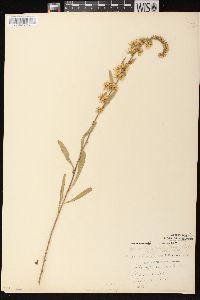 Solidago nemoralis subsp. nemoralis image