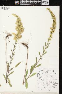 Solidago nemoralis subsp. nemoralis image