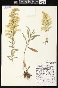 Solidago nemoralis subsp. nemoralis image