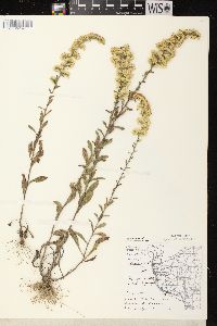 Solidago nemoralis subsp. nemoralis image