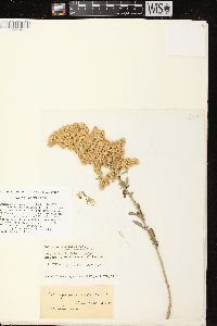 Solidago nemoralis subsp. nemoralis image