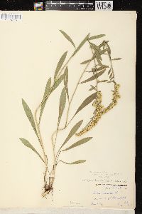 Solidago nemoralis subsp. nemoralis image