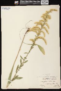 Solidago nemoralis subsp. nemoralis image