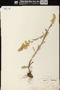 Solidago nemoralis subsp. nemoralis image