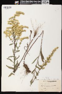 Solidago nemoralis subsp. nemoralis image