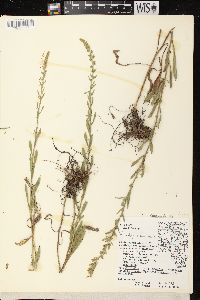 Solidago nemoralis subsp. nemoralis image