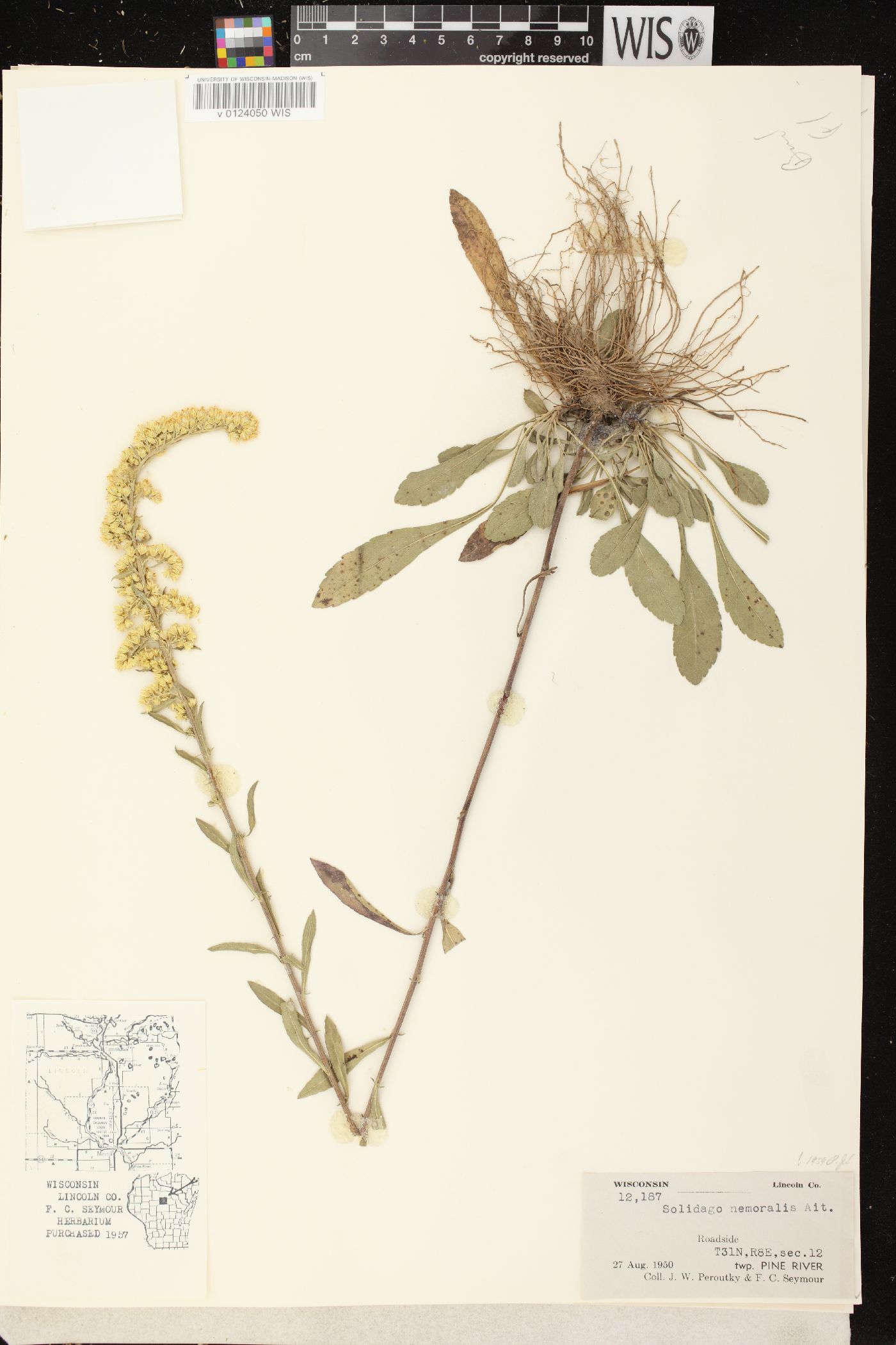 Solidago nemoralis subsp. nemoralis image