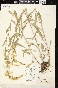 Solidago nemoralis subsp. nemoralis image