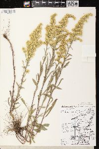 Solidago nemoralis subsp. nemoralis image