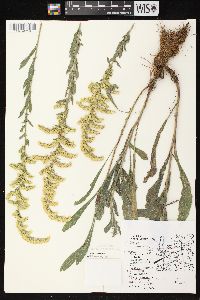 Solidago nemoralis subsp. nemoralis image