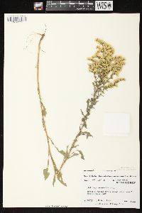 Solidago nemoralis subsp. nemoralis image