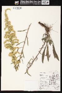 Solidago nemoralis subsp. nemoralis image