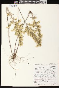 Solidago nemoralis subsp. nemoralis image