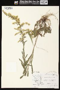 Solidago nemoralis subsp. nemoralis image