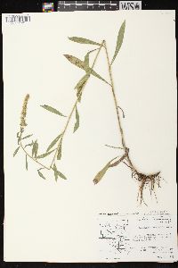 Solidago nemoralis subsp. nemoralis image