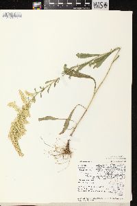 Solidago nemoralis subsp. nemoralis image