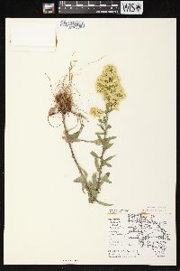 Solidago nemoralis subsp. nemoralis image