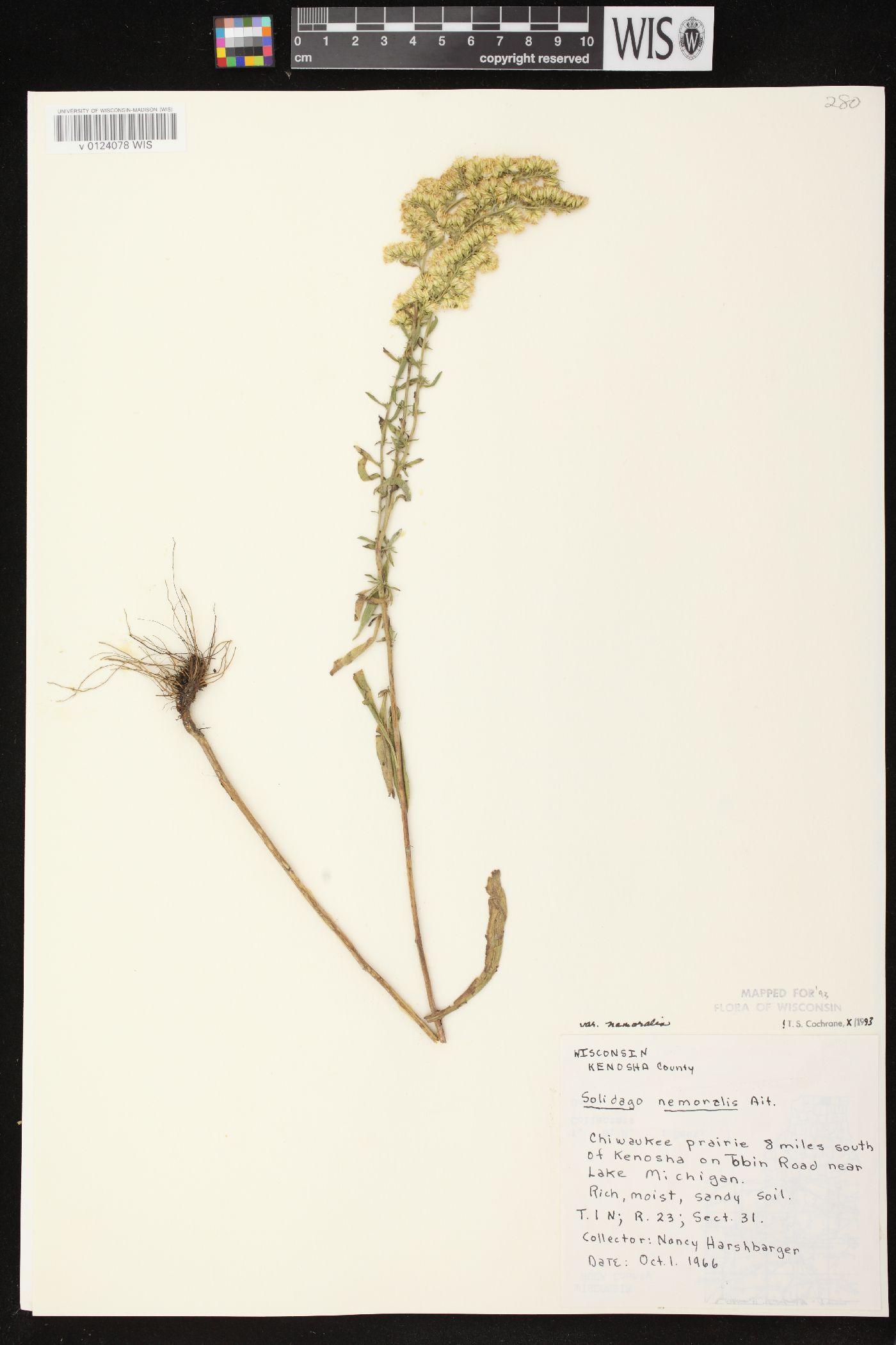 Solidago nemoralis subsp. nemoralis image