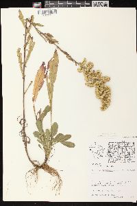 Solidago nemoralis subsp. nemoralis image