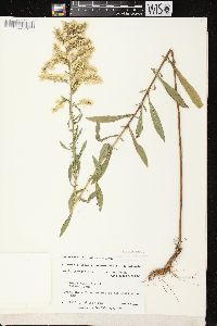 Solidago nemoralis subsp. nemoralis image