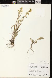 Solidago nemoralis subsp. nemoralis image