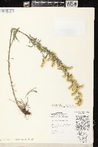 Solidago nemoralis subsp. nemoralis image