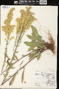 Solidago nemoralis subsp. nemoralis image