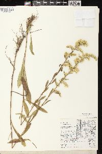 Solidago nemoralis subsp. nemoralis image