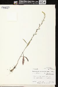 Solidago nemoralis subsp. nemoralis image