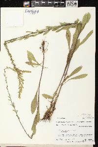 Solidago nemoralis subsp. nemoralis image