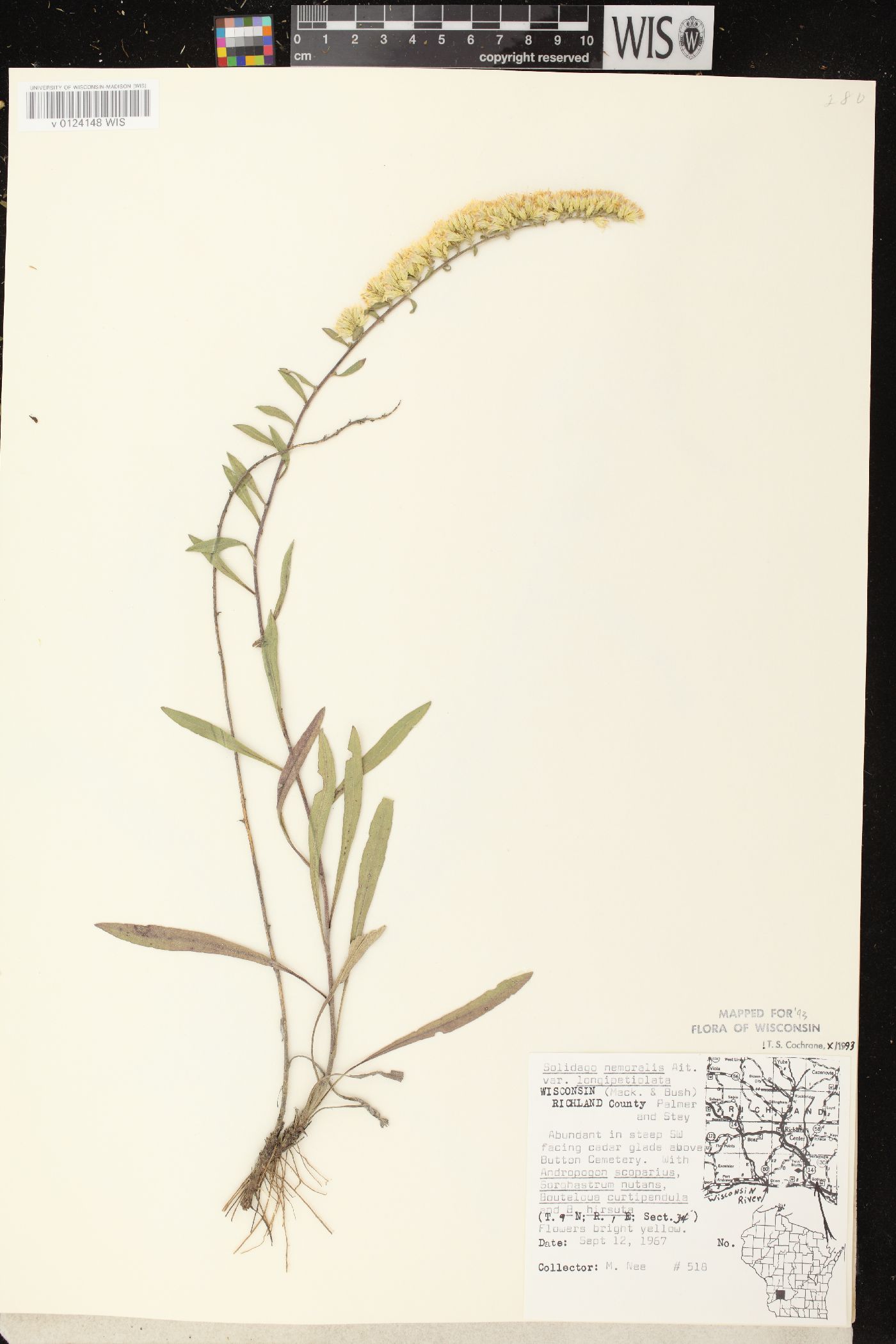 Solidago nemoralis subsp. decemflora image