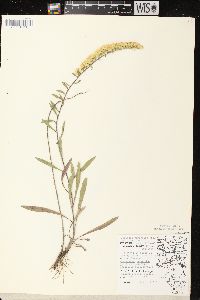 Solidago nemoralis subsp. decemflora image