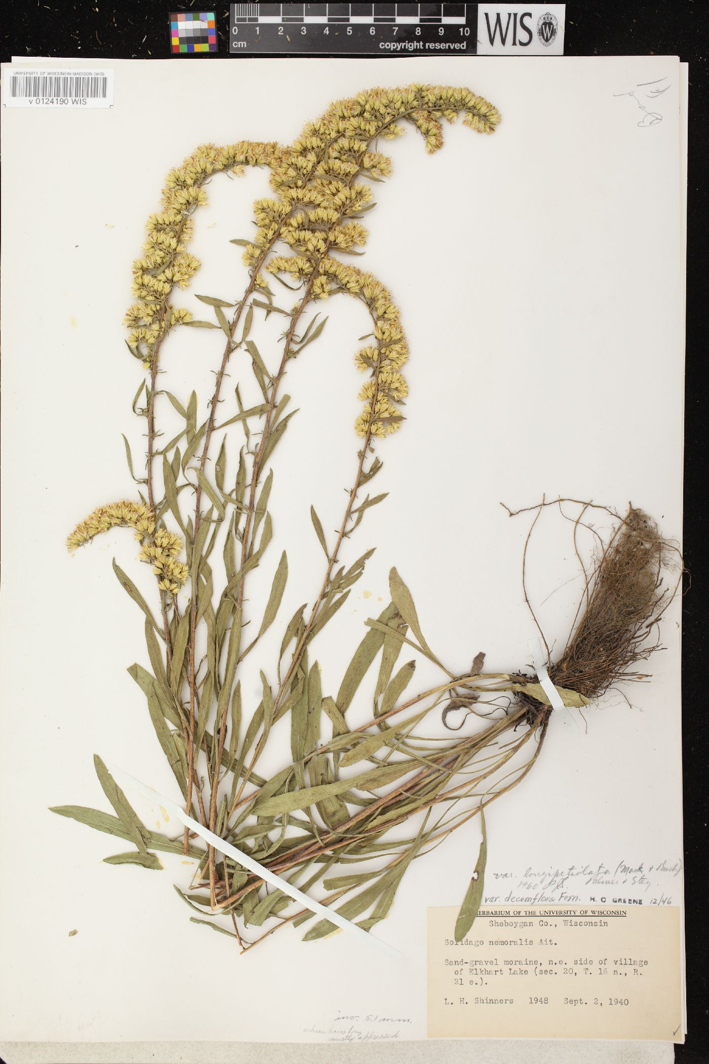 Solidago nemoralis subsp. decemflora image