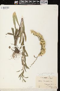 Solidago nemoralis subsp. decemflora image