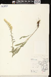 Solidago nemoralis subsp. decemflora image