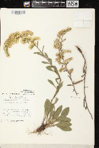 Solidago nemoralis subsp. nemoralis image