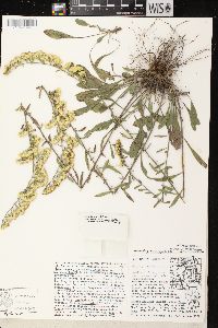 Solidago nemoralis subsp. nemoralis image